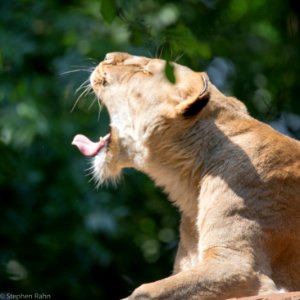 Zoo Atlanta Lion photo