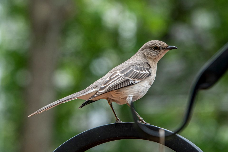 Day 115 - Mockingbird