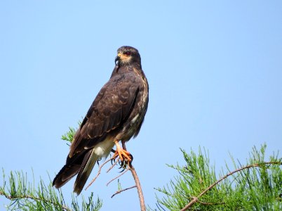 Snail Kite