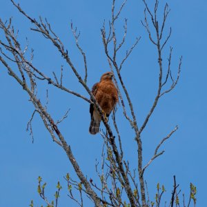 Red-shouldered Hawk