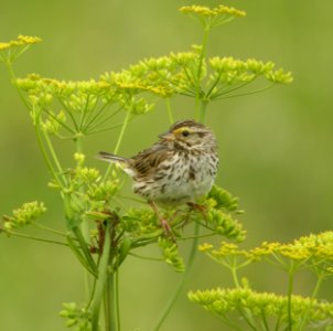 DSCN8953 c Savannah Sparrow Kankakee Co IL 6-30-13
