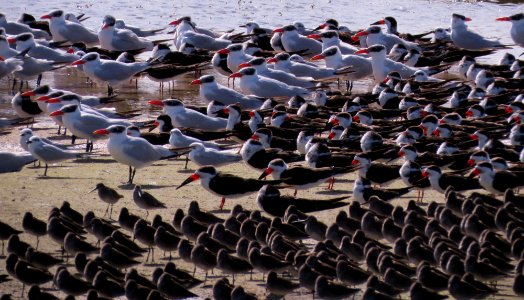 Black Skimmers, Dowitchers, Caspian and Gull-billed Terns