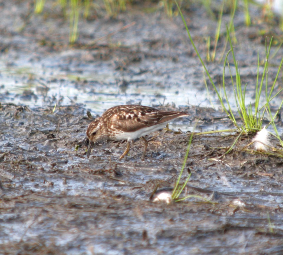 DSCN9087 c Least Sandpiper Kankakee Co IL 7-7-13