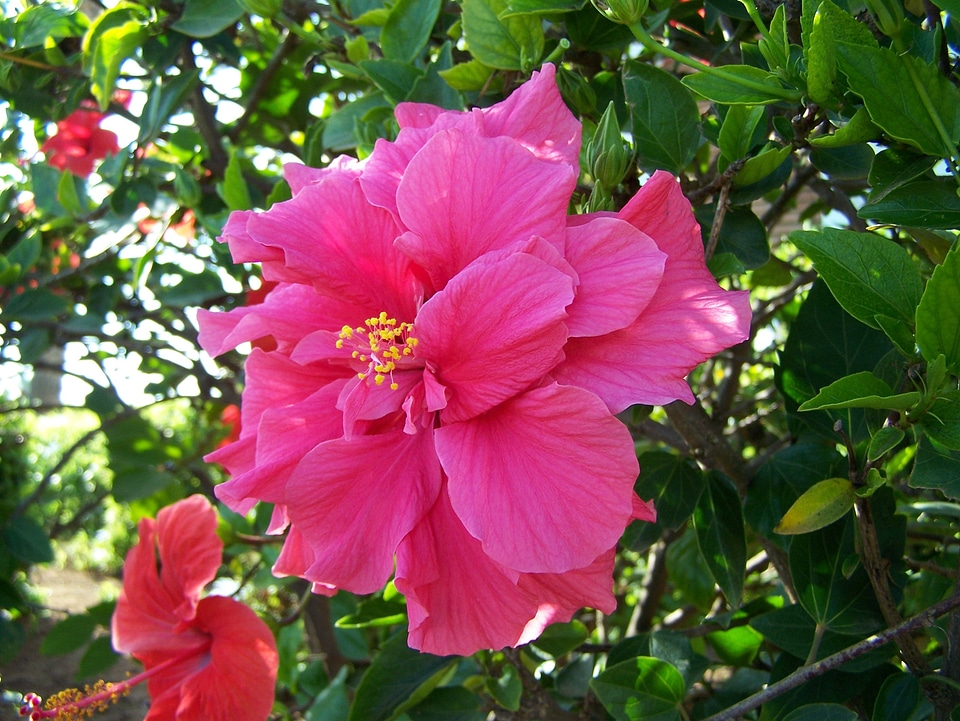 Tropical flowers nature plant