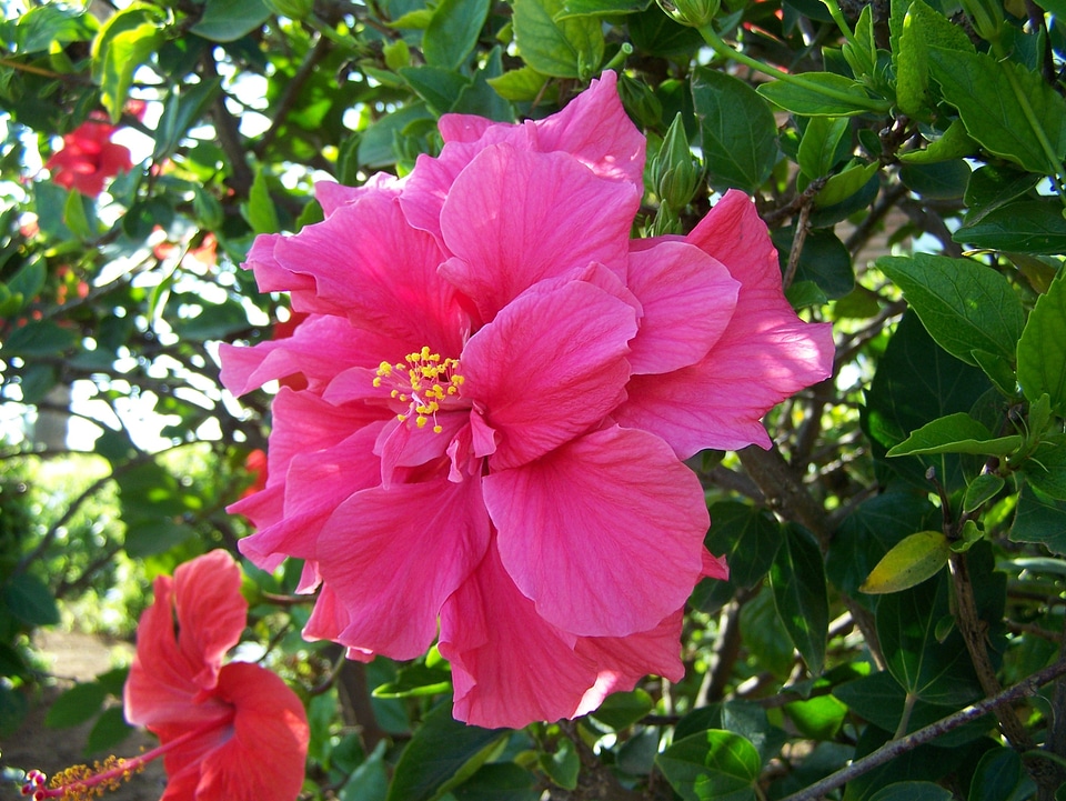 Tropical flowers nature plant photo