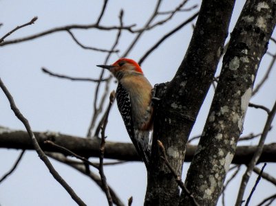 Woodpecker at Ocmulgee National Park