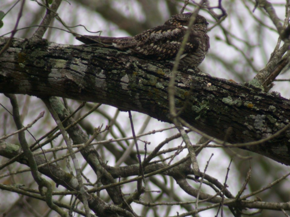 DSCN0510 Common Nighthawk  Santa Ana NWR TX 2-18-05