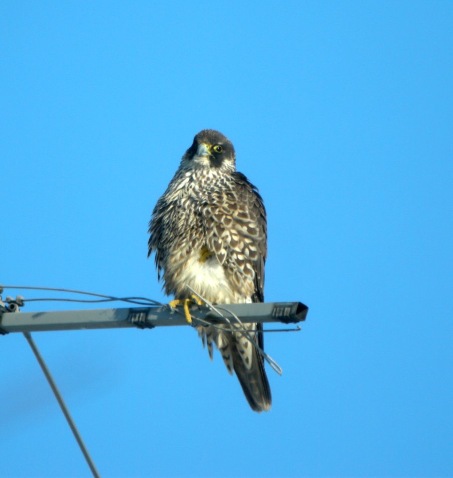 DSCN5392 c Peregrine Falcon Kankakee IL 12-18-10