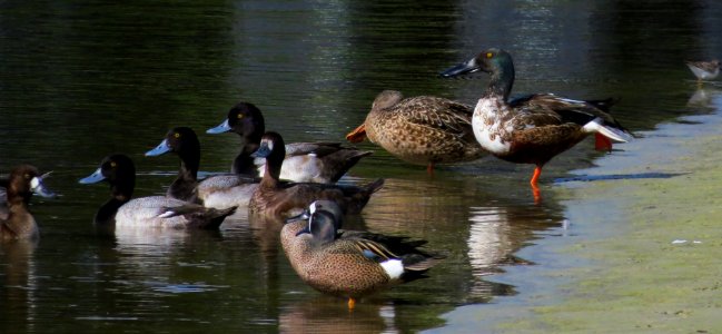 Lesser Scaup, Blue-winged Teal and Northern Shoveler