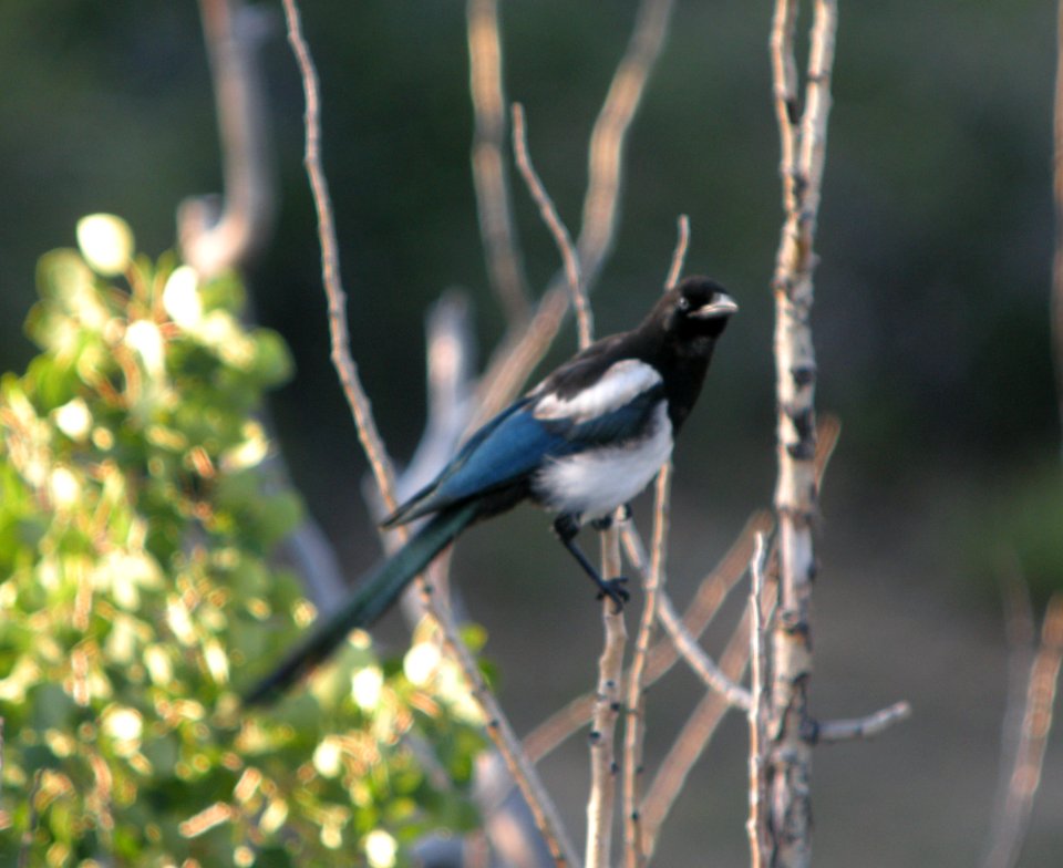 DSCN9597 c Black-billed Magpie Eleven Mile SP Area Wildcat Campground CO 7-27-2013.