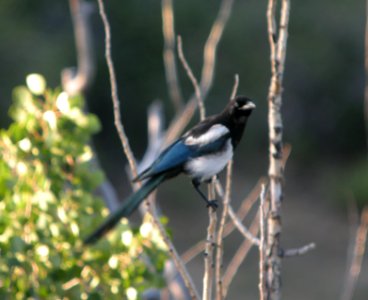 DSCN9597 c Black-billed Magpie Eleven Mile SP Area Wildcat Campground CO 7-27-2013.