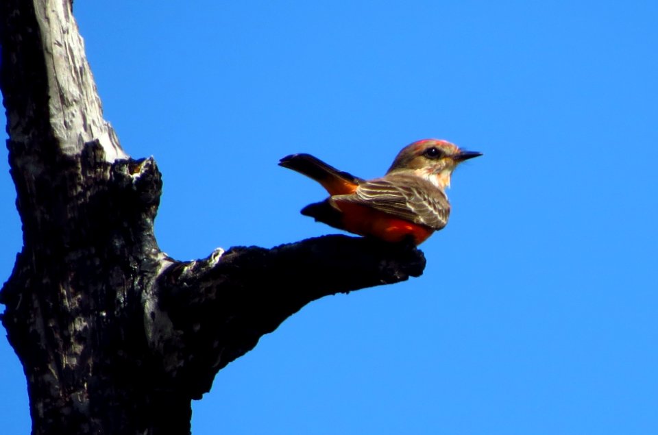 Vermilion Flycatcher