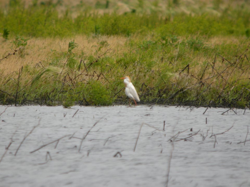 DSCN7810 Cattle Egret Whispering Willows Kankakee Co IL 6-23-11