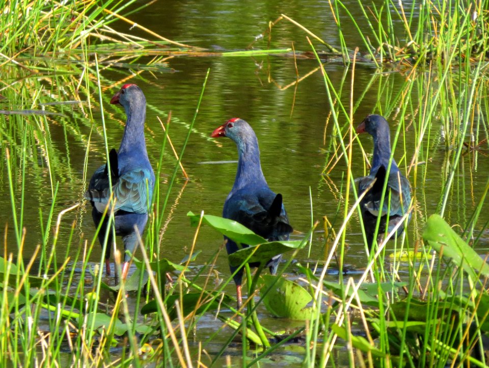 Gray-headed Swamphens