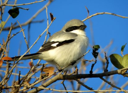 Loggerhead Shrike