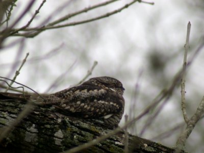 DSCN0507 Common Nighthawk  Santa Ana NWR TX 2-18-05