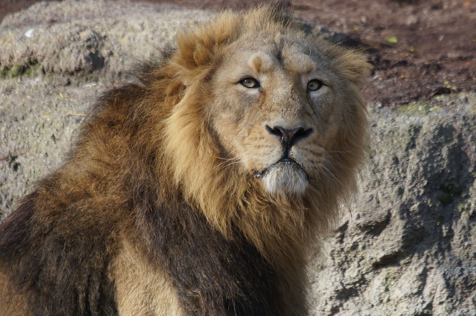 Lion male king of the beasts photo