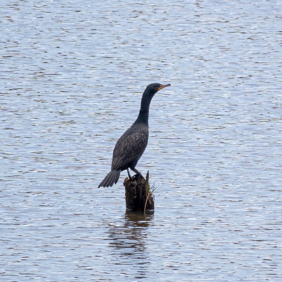 Double-crested Cormorant