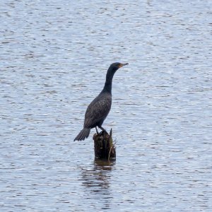 Double-crested Cormorant