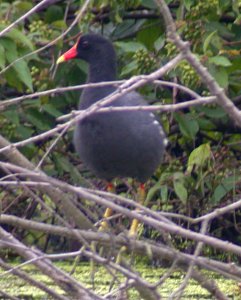 Dscn9694cg Common Gallinule Willow Slough FWA IN 7-18-2003