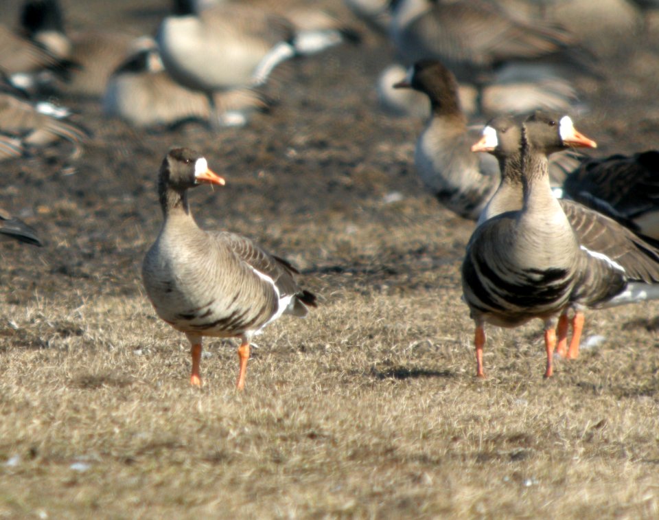 DSCN7212 c Greater White-fronted Goose  Kankakee Co IL 3-12-13