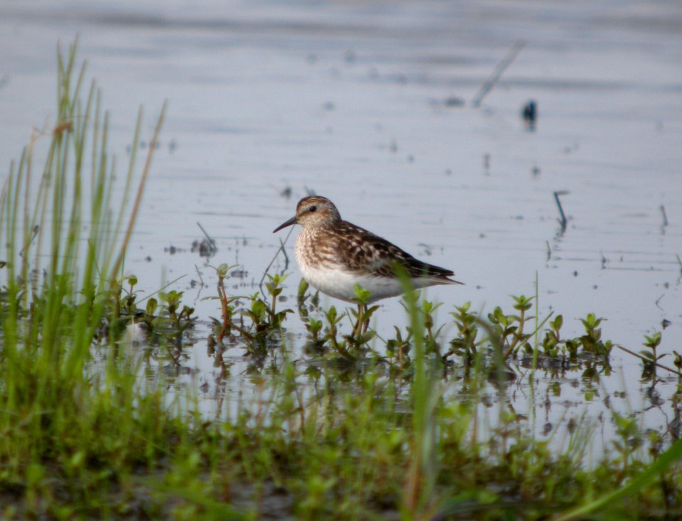 DSCN9075 c Least Sandpiper Kankakee Co IL 7-7-13