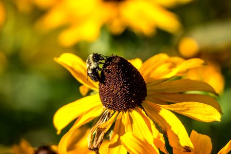 Day 229 - Black-eyed Susan and the Bee photo