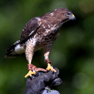 Broad-shouldered Hawk