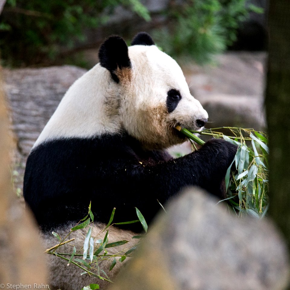 Zoo Atlanta Panda photo