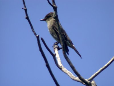 DSCN0396 Olive-sided Flycatcher LeVasseur Park Kankakee IL 5-29-05