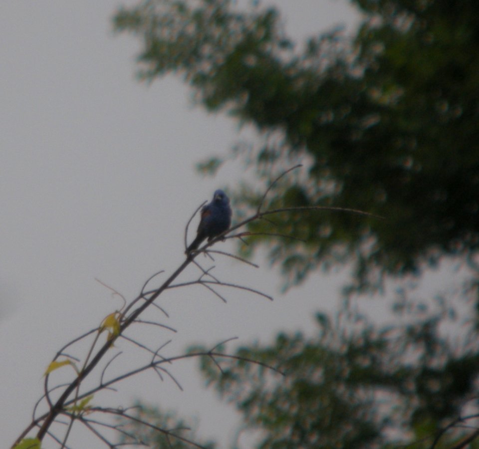 DSCN9029 c Blue Grosbeak Newton Co IN 7-2-13