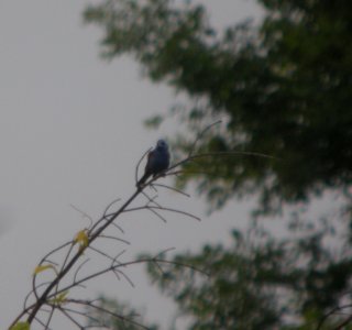 DSCN9029 c Blue Grosbeak Newton Co IN 7-2-13