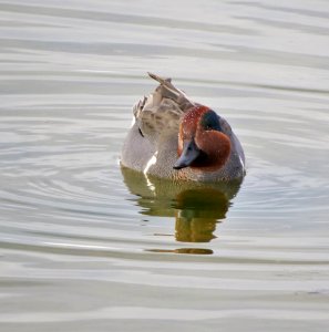 Green-winged Teal