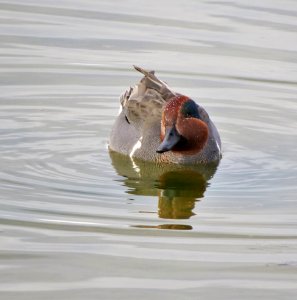 Green-winged Teal photo