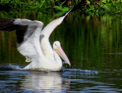 American White Pelican photo