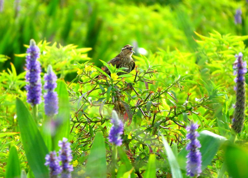 Female Red-winged Blackbird