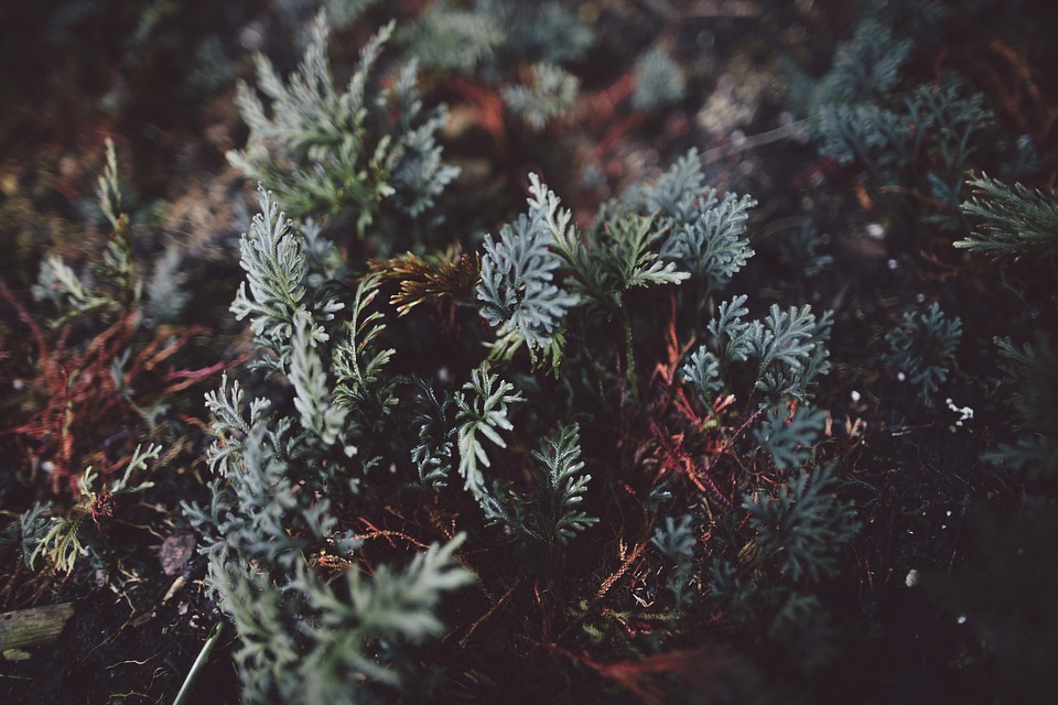 Macro nature season