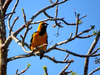 Spot-breasted Oriole