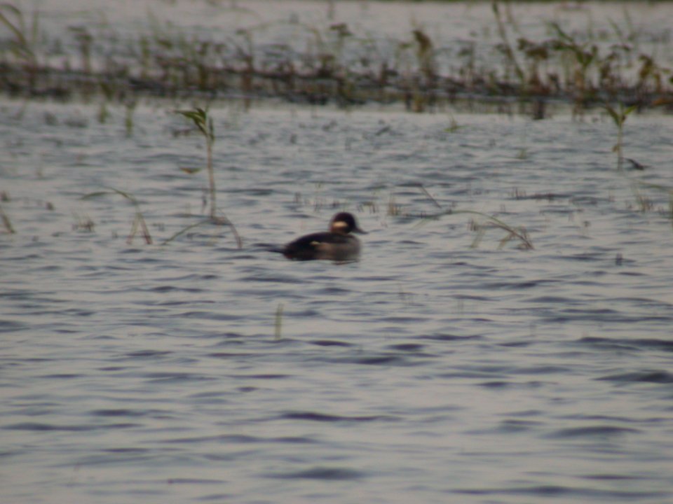 Dscn9861 Bufflehead TNC Kankakee Sands IN 7-27-03