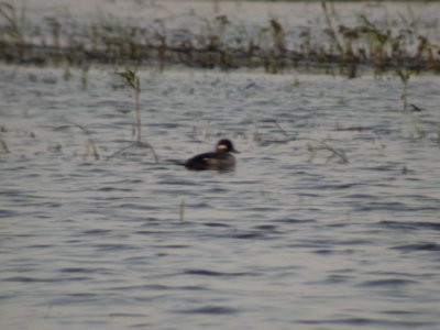 Dscn9861 Bufflehead TNC Kankakee Sands IN 7-27-03