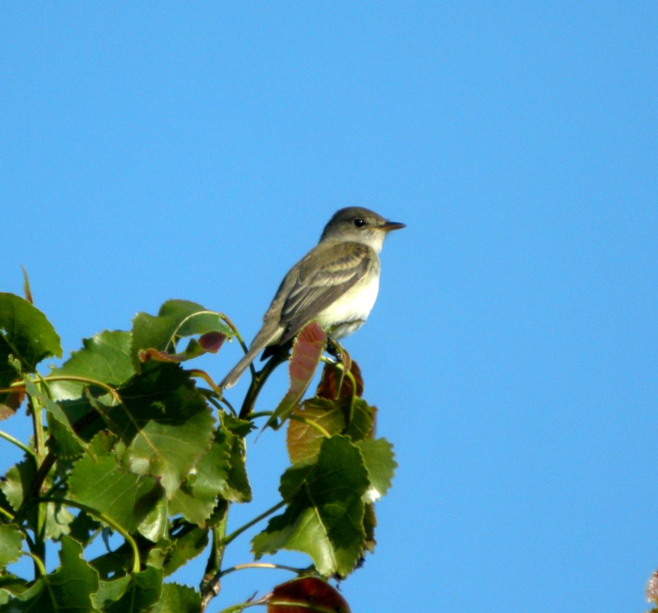 DSCN3039 c Willow Flycatcher Newton Co IN 5-14-12