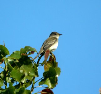 DSCN3039 c Willow Flycatcher Newton Co IN 5-14-12