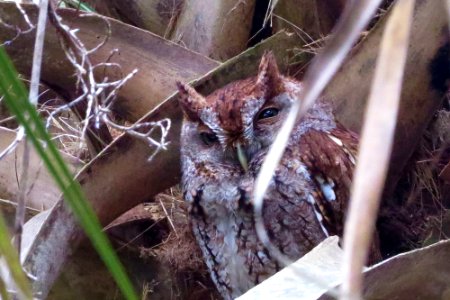 Eastern Screech Owl