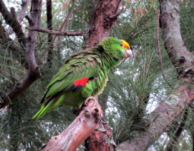 Yellow-crowned Parrot