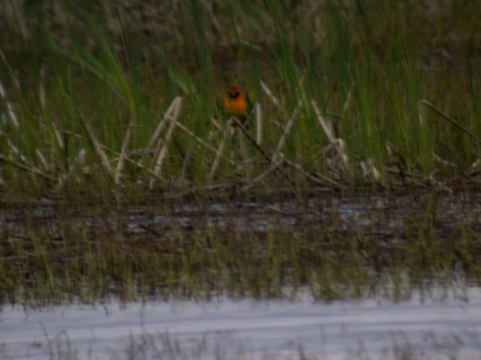 DSCN0190 Yellow-headed Blackbird TNC Kankakee Sands, Enos, IN 4-27-05