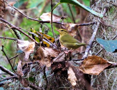 Worm-eating Warbler