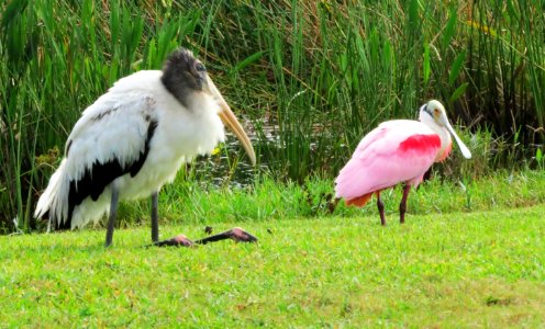 Wood Stork and Roseate Spoonbill photo
