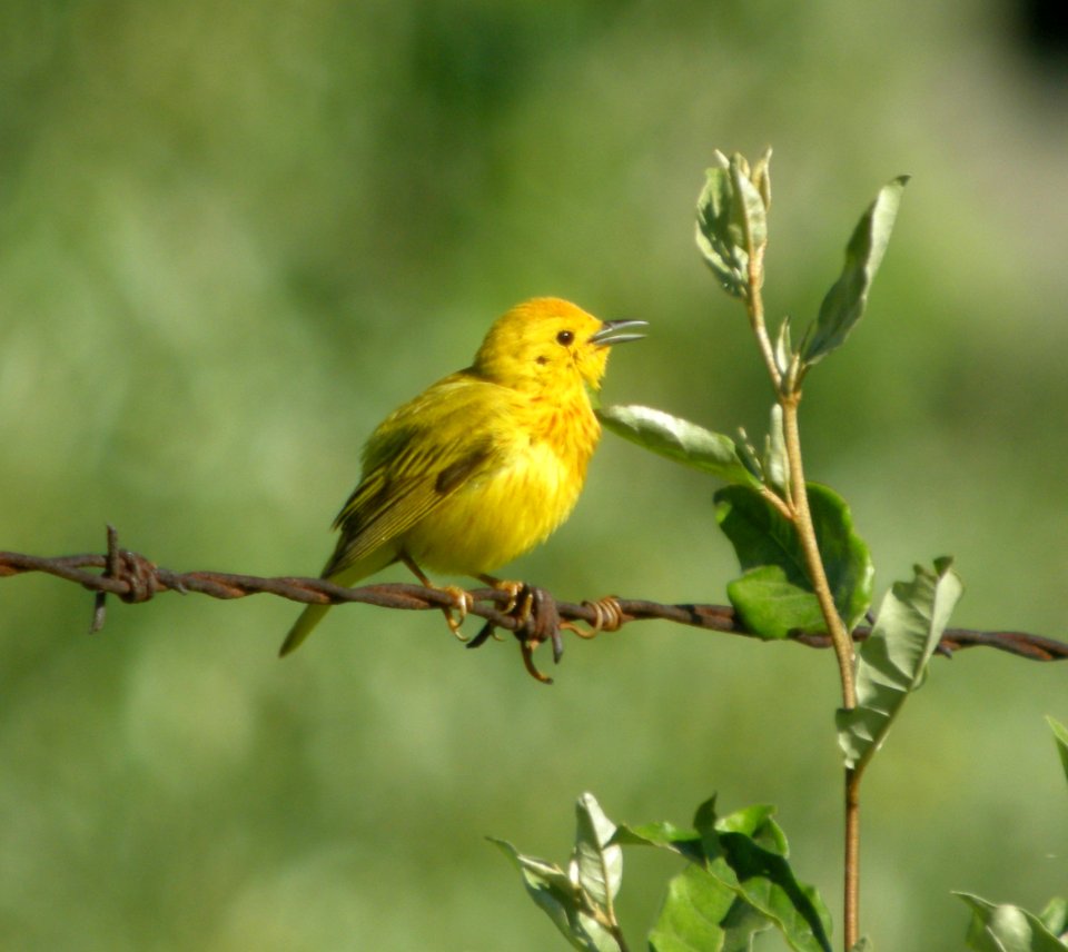DSCN8779 c Yellow Warbler Will Co IL 6-14-2013