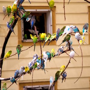 Zoo Atlanta Parakeets