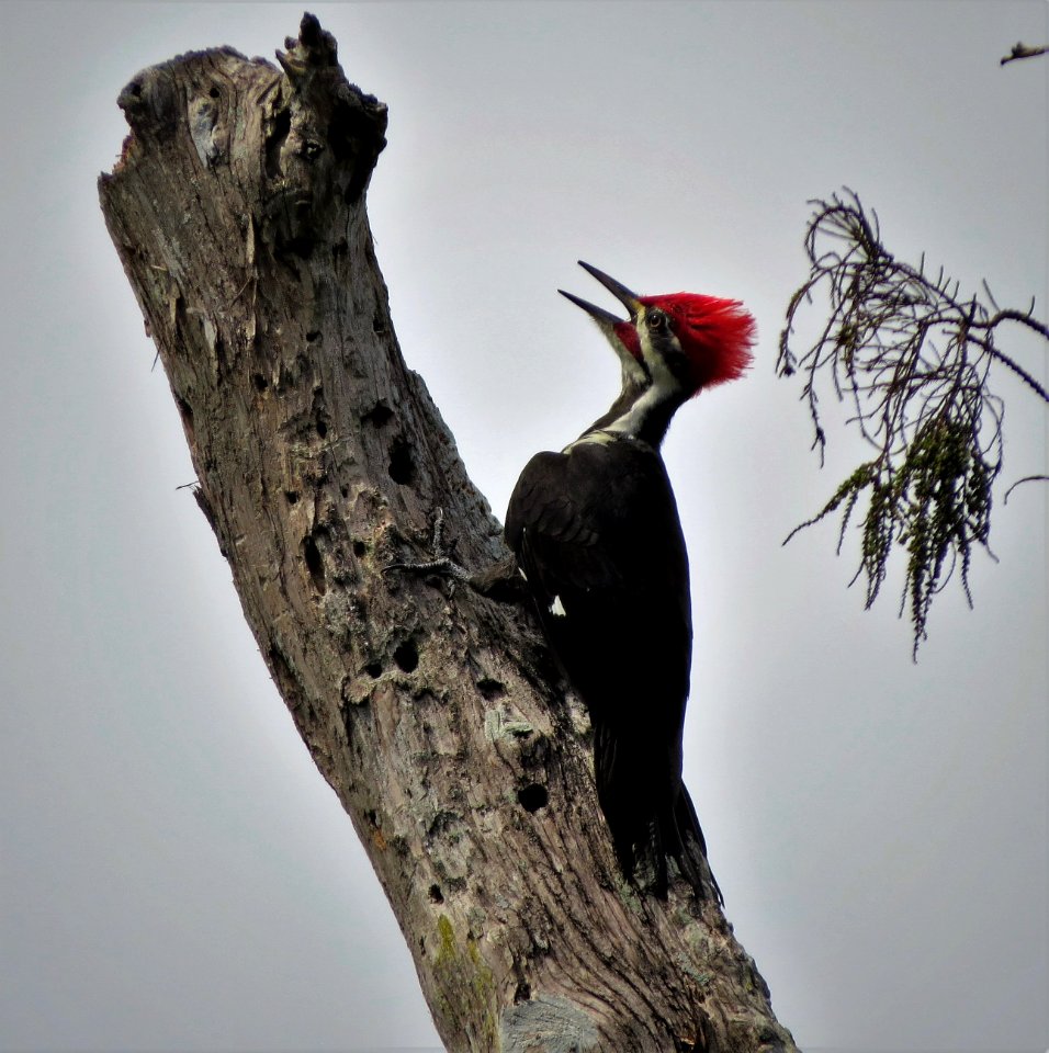 Pileated Woodpecker